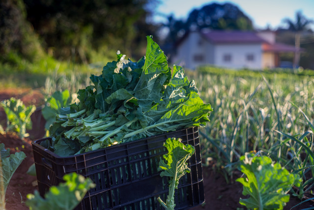 Alimentos orgânicos: os heróis da alimentação do seu filho