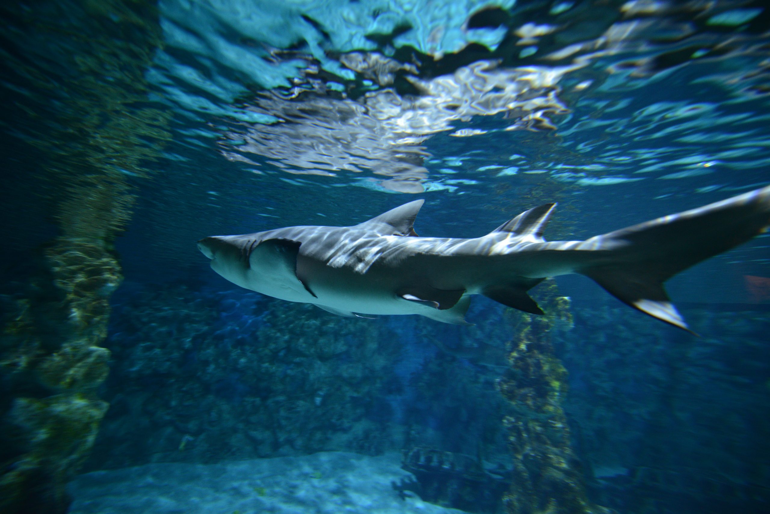 The Shark's List