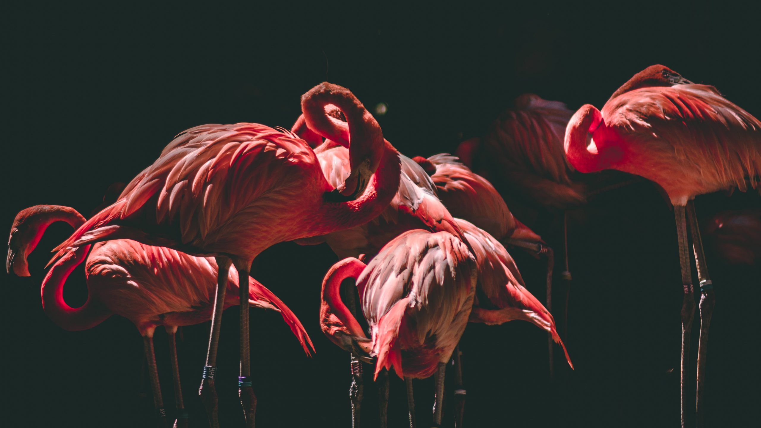 Flamingo na decor