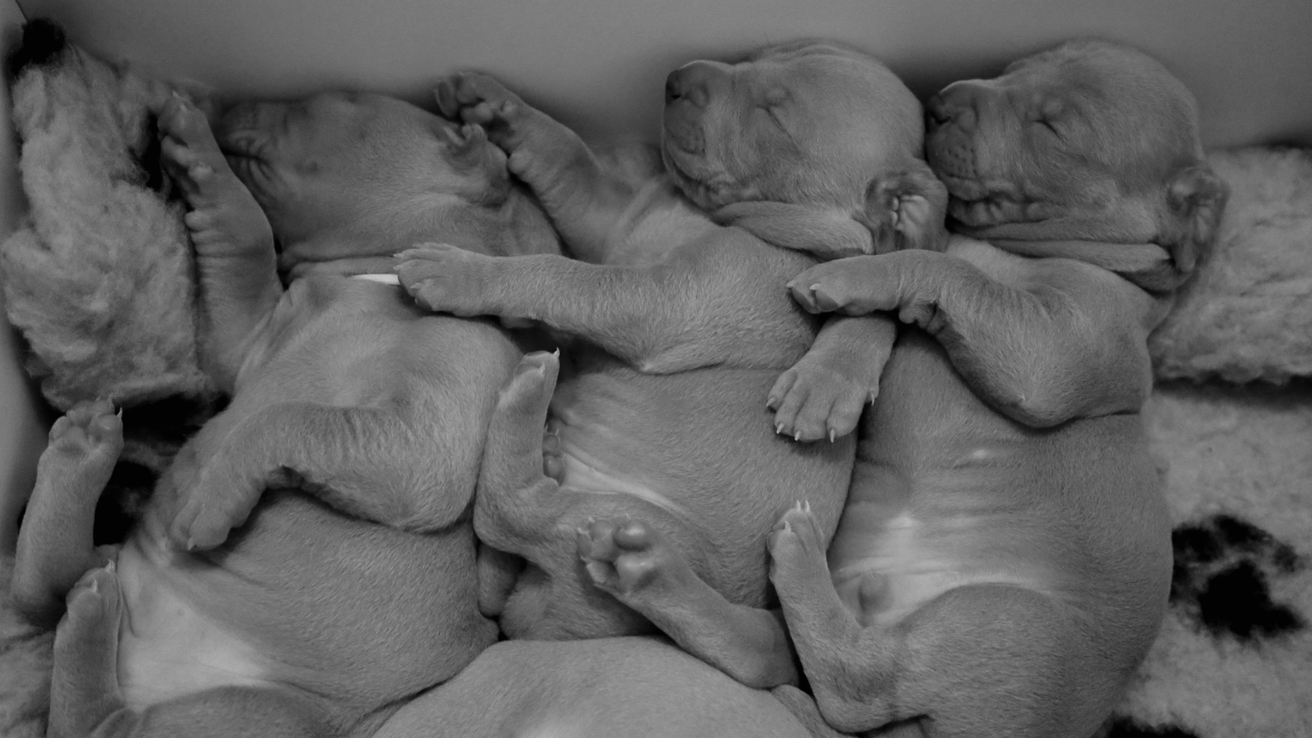 O tal do sono (na quarentena)