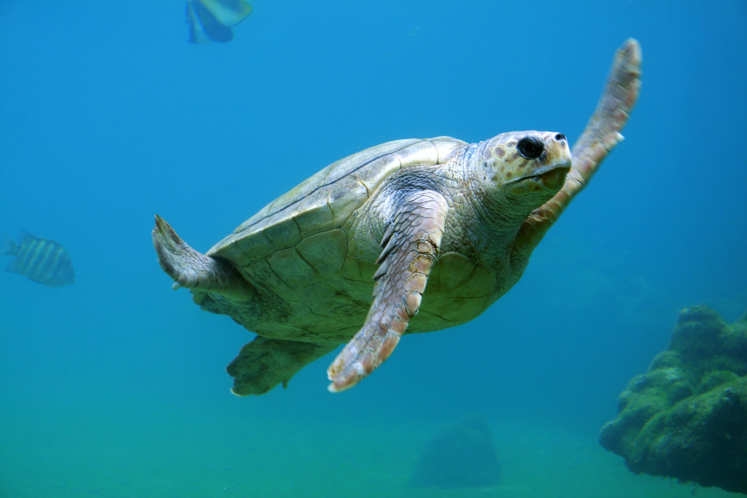 The turtle's list for babies